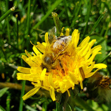 Load image into Gallery viewer, Raw Fermented Bee Bread Superfood
