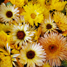 Load image into Gallery viewer, Happy Hands - Hand &amp; Cuticle Healing Apothecary Salve - Gardner's Best Friend
